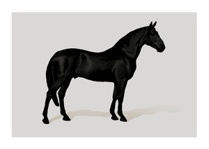 Plakat Black Horse Land. Drawing