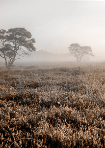 Autumn Field-3